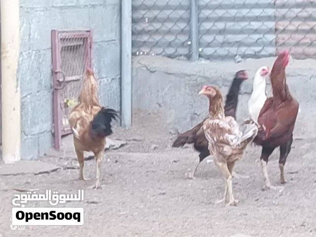 السلام عليكم ورحمة الله وبركاته
