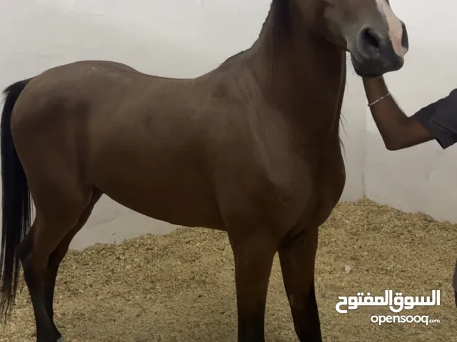 للبيع حصان مكس