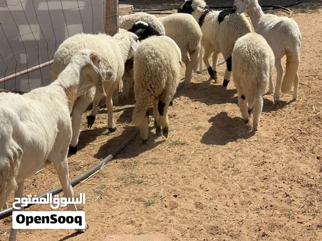 خروف و 6 فطايم للبيع
