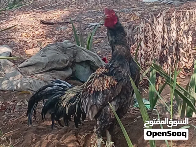 الطير لاحمر مطلوبه 15 الجاوا 25