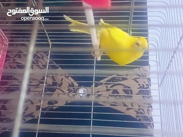 بسم الله الرحمن الرحيم كنار جوز شغال