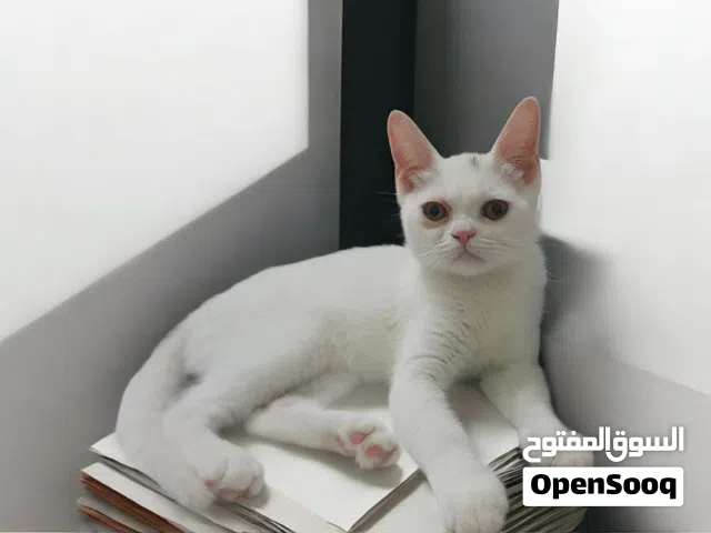 للبيع قطة جميله بصحه ممتازه بسعر جميل