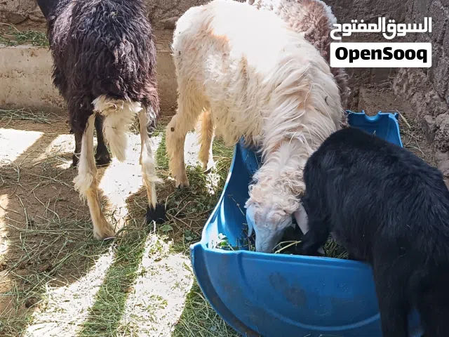 كبش عماني ود 6شهور سمنه وسط ينفع ذبح وينفع تربيه حال فحل 120