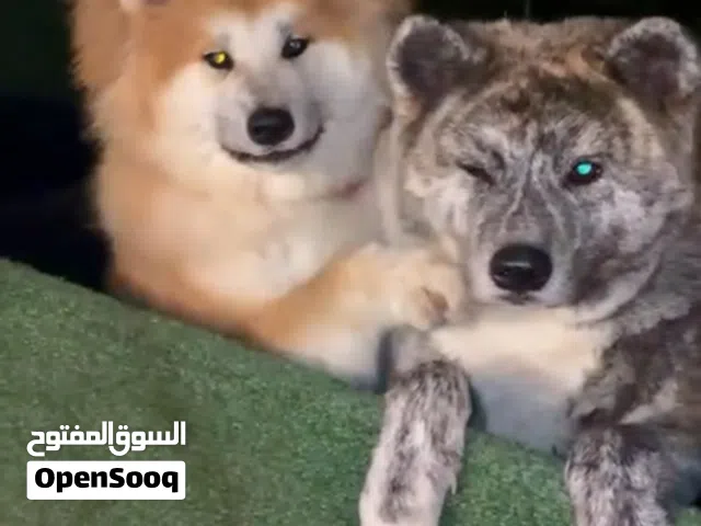 Japanese akita اكيتا ياباني