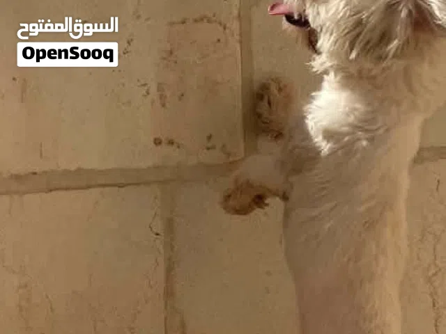 كلبة للبيع