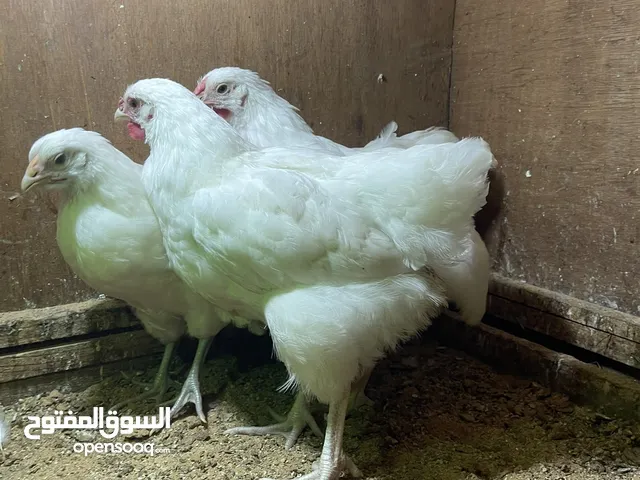 متاح زوز كوبيات وان دوت ابيض ثلجي عمرهم 3 شهور