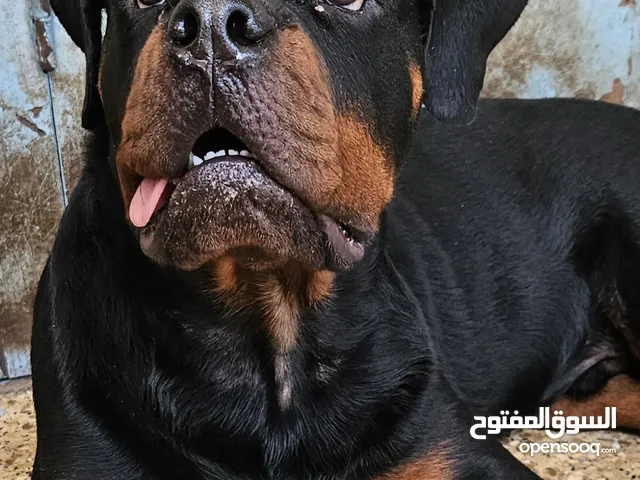 كلب روت ويلر للبيع