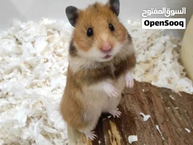 هامستر سوري لون بني غامق مع أسود