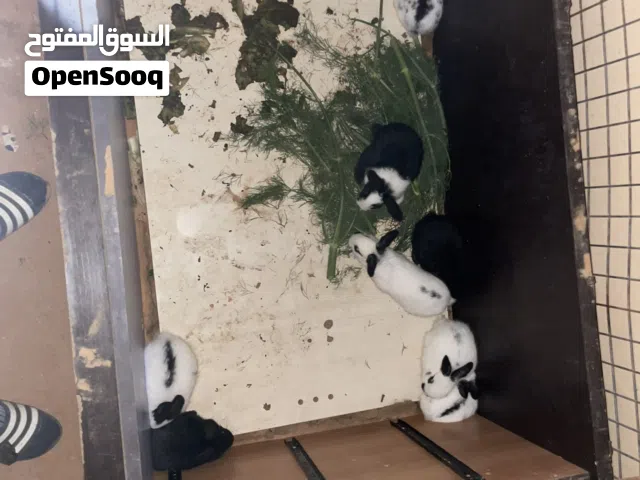 الرانب الصغار للبيع مشاء الطرف بي25ونسعدوك عادي مافيش مشكله