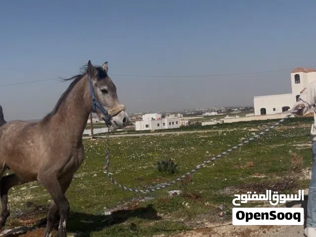 حصان عربي بدوي فحل