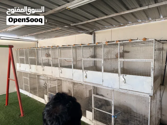 اقفاص ومحاكر للطيور