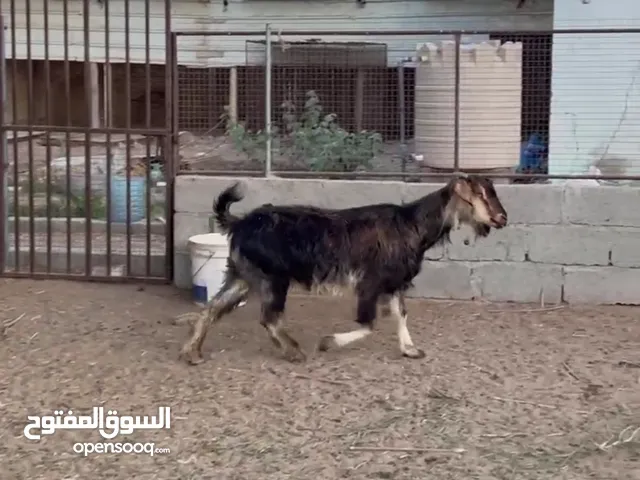 شاه+ تيس+ صخله مذيار