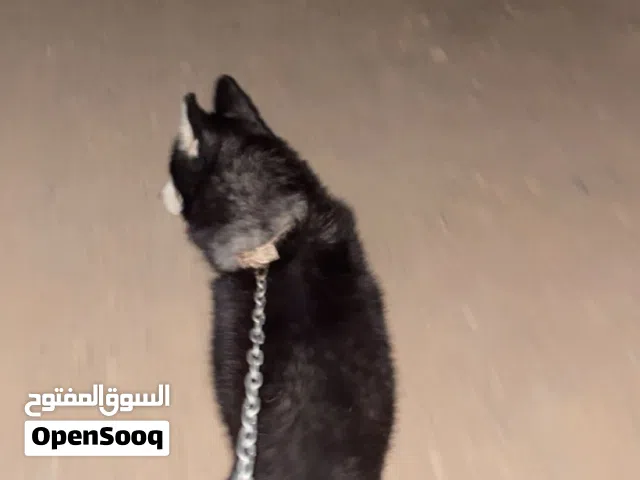 كلب هاسكي للبيع او بدل مع ايفون