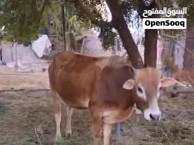 ثيران العدد ثنين سمان للبيع العمر سنتين