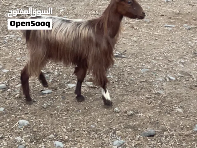 شاة عمانية للبيع