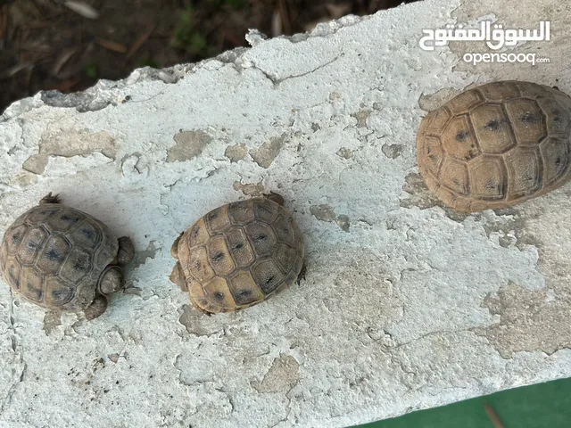 سلاحف عدد 4 الوحدة بـ 5 والاربعة ب 15