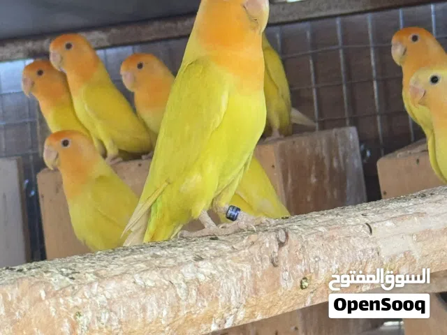 روز بالد جرين اورنج اوبلاين و لاتينو اورنج