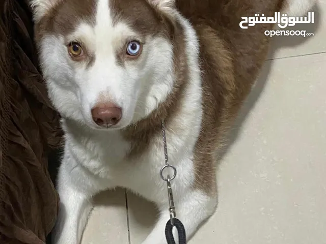 جراوي هاسكي بيور