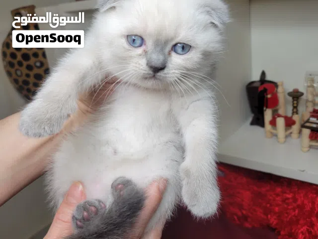 سكوتش فولد