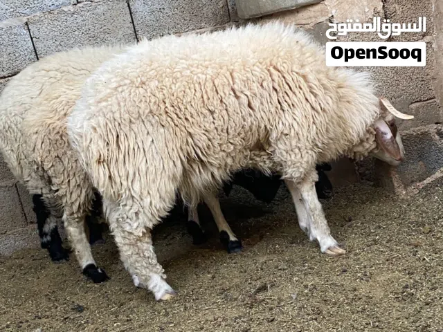 خروف مشاء الله