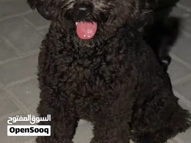 Poodle male very smart