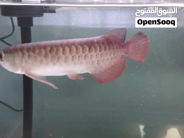 جولدين  اروانا للبيع