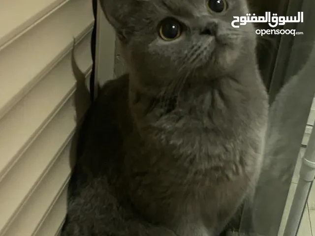 قطه طالبه تزاوج