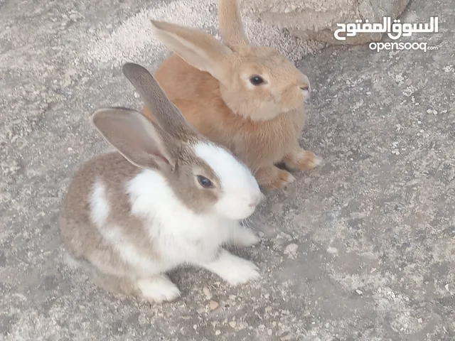 ارانب للبيع