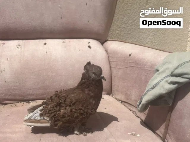 فحل نكرو بيع او مراوس بنثية