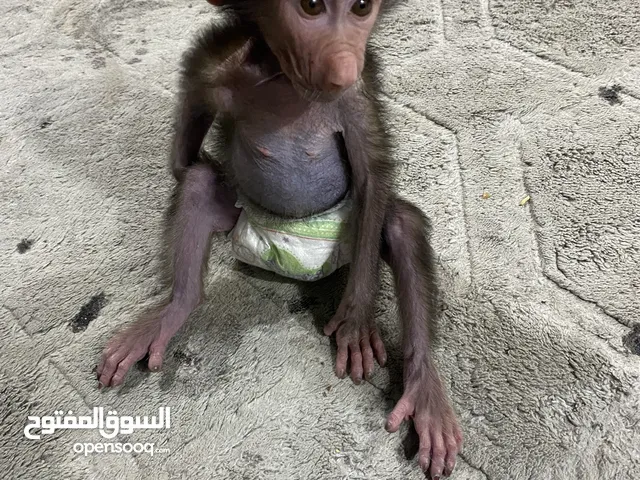 قرد صغير اليف