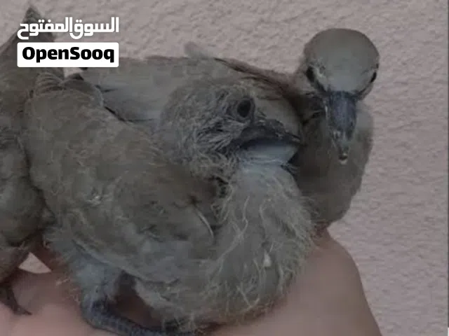6 ريال مطلوب فراخ اليمام العادي
