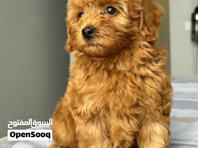 Adorable Male & Female Toy Poodle Puppies Available for a Loving Home