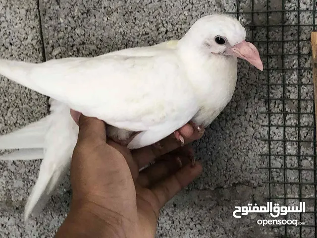 فراخ حمام كينج