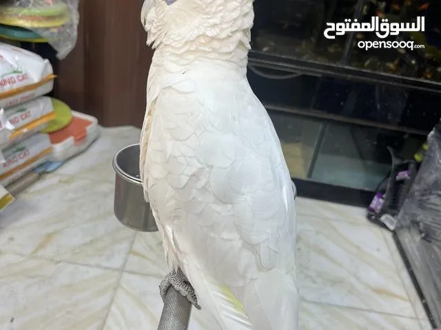 كوكاتو غوفن سوبر جامبو ررراقص أليف جدا عليه عوض تابع الوصف