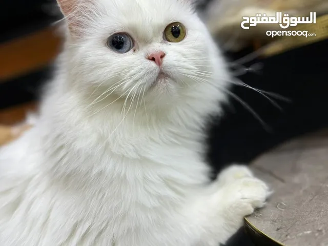 قطط للبيع هملايا