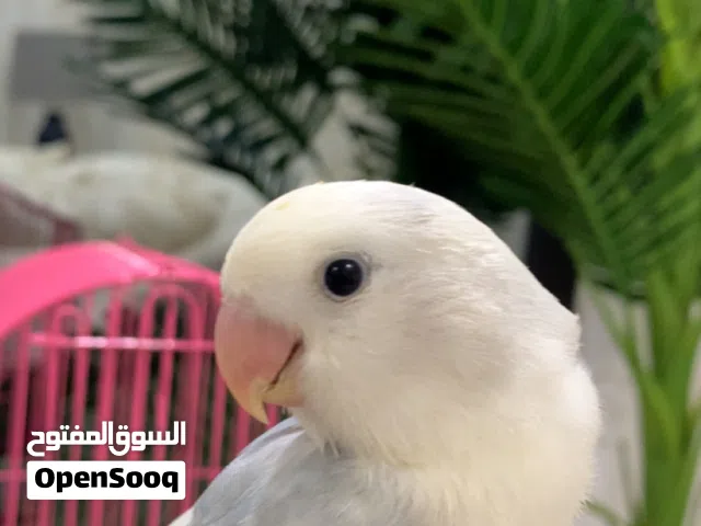 روز اليف هدد