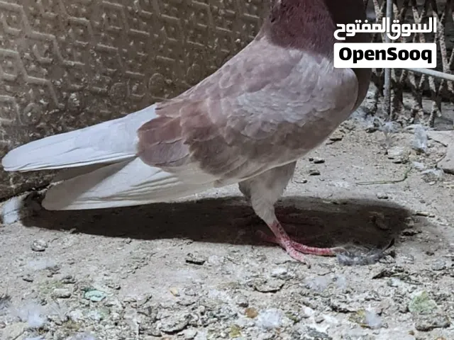 زوج حمام لوت