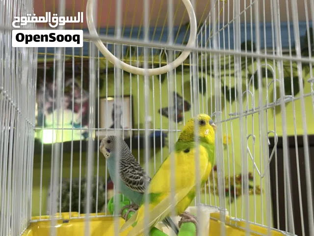 love birds (male/female)young