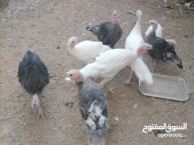 صيصان حبش للبيع