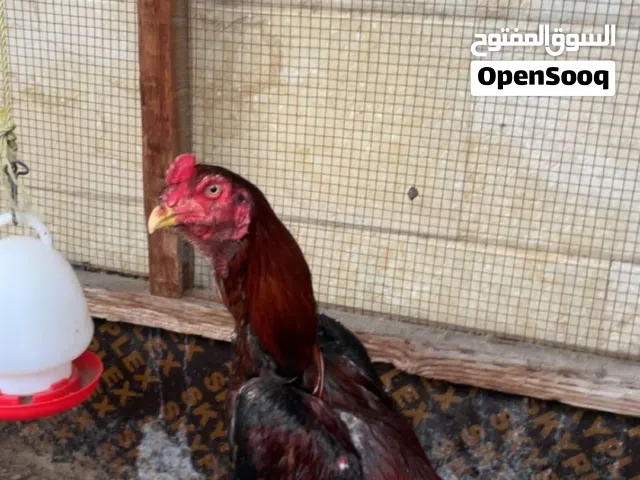 ديج تركي بيور ورفيع