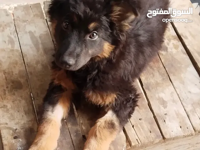 كلب جيرمن لونج هير للبيع