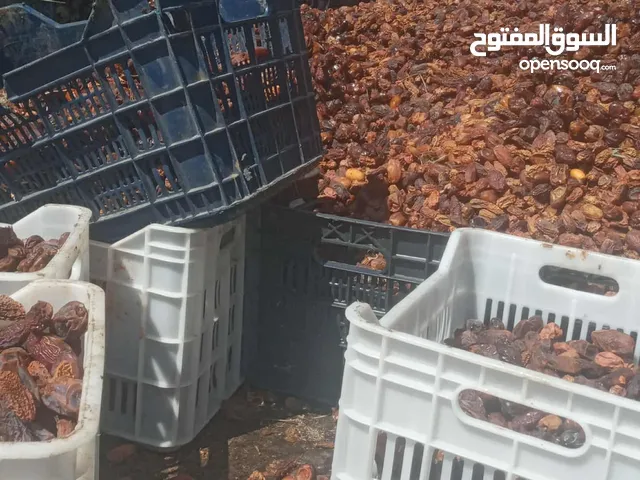 سعر حرق ل تمر البرارة مع نهاية الموسم