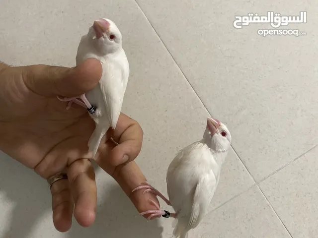 جاوا ربوه انتاج الكويت