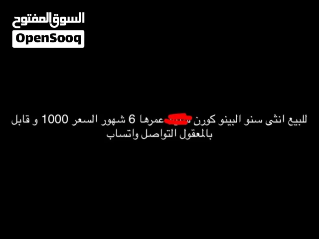 كورن سنو البينو