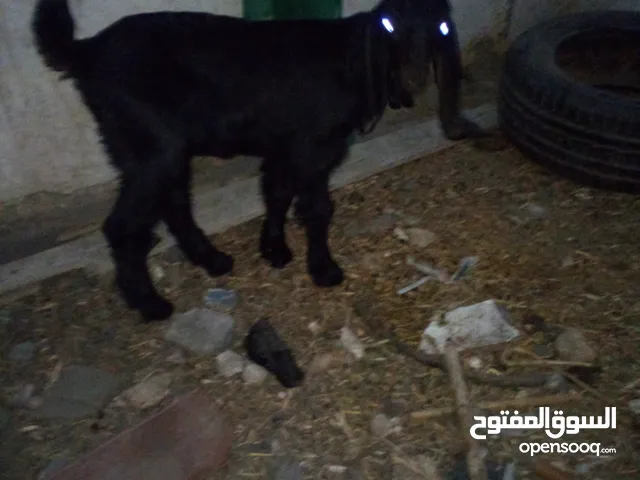 سخلة الفطام 55دينار