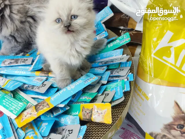 قط هملايه وسكوتش العمر 60 يوم بسعر 50 د فقط
