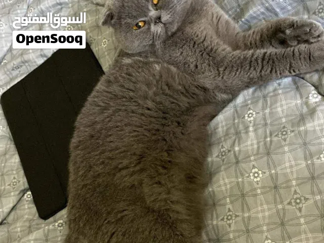 قطه للتبني التواصل واتس