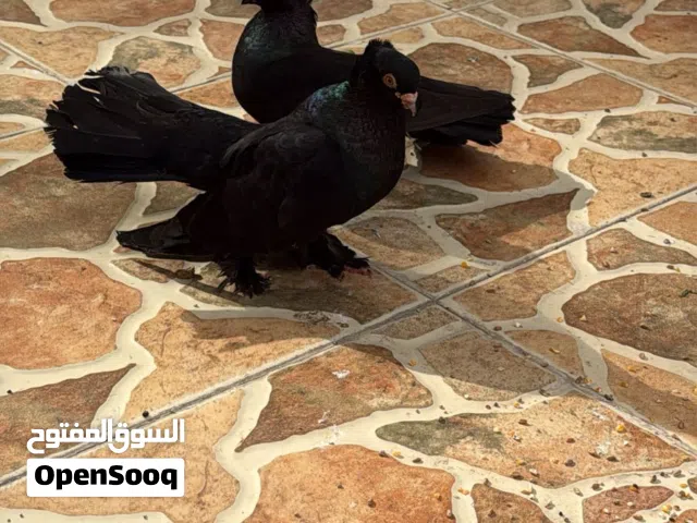 للبيع زوج كرنجو اصل سريع الإنتاج وبحاله ممتاره والحمدلله