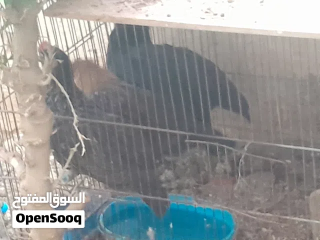 ديوك بلديات 4 عمر شهرين تقريبا بصحه ممتازه جدا
