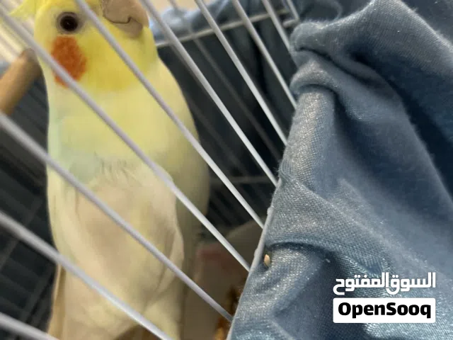 كروان متعدد الالوان